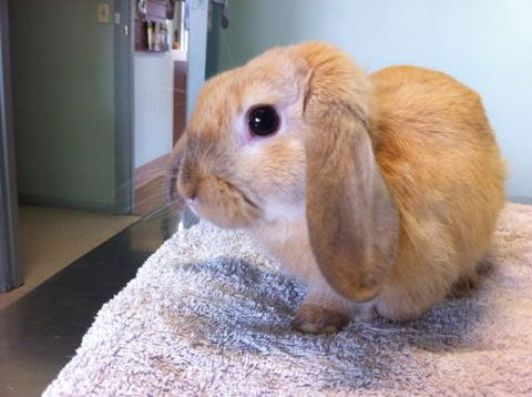 Dapto Veterinary Clinic - Gold Coast Vets 14