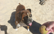 Diamond Beach Veterinary Clinic - thumb 1