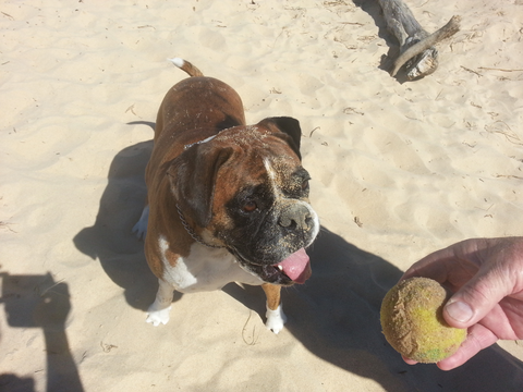 Diamond Beach Veterinary Clinic - Gold Coast Vets 1