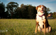Fletcher Veterinary Practice - thumb 1