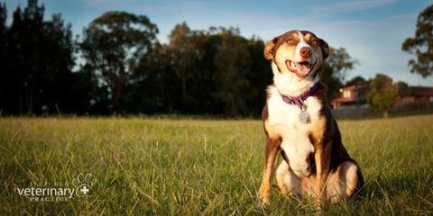 Fletcher Veterinary Practice - Gold Coast Vets 1