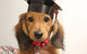 Fletcher Veterinary Practice - thumb 4