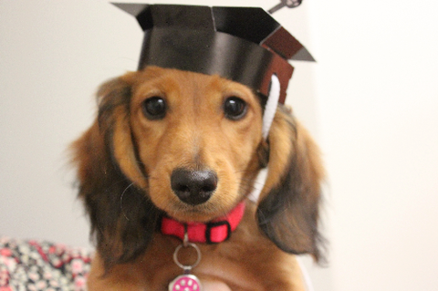 Fletcher Veterinary Practice - Gold Coast Vets 4