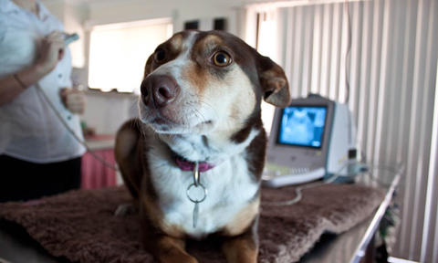 Fletcher Veterinary Practice - Gold Coast Vets 5