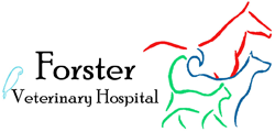 Forster Veterinary Hospital - Gold Coast Vets 0