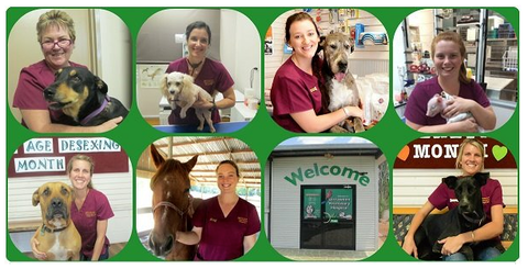 Girraween Veterinary Hospital - Gold Coast Vets 3