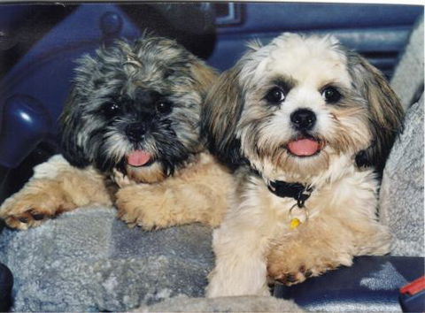 Gladstone Veterinary Clinic - Gold Coast Vets 4