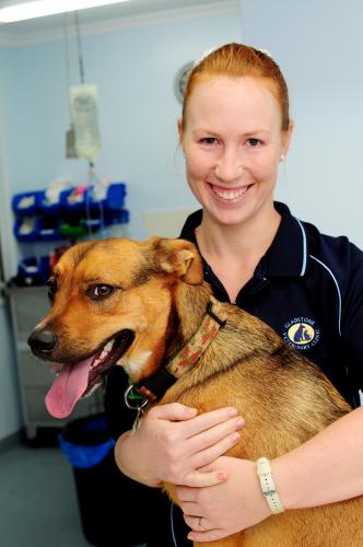 Gladstone Veterinary Clinic - Gold Coast Vets 8