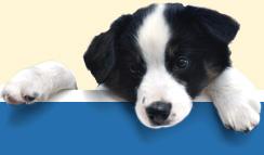 Goonoo Goonoo Road Veterinary Clinic - Gold Coast Vets 1