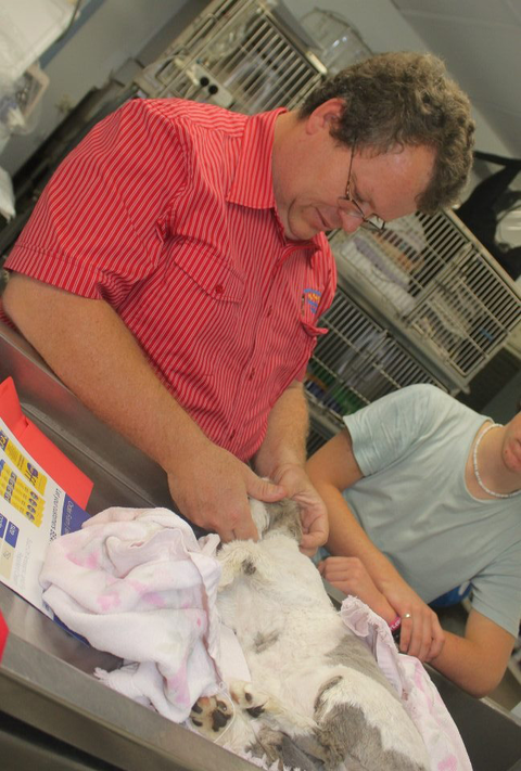 Goonoo Goonoo Road Veterinary Clinic - Gold Coast Vets 4