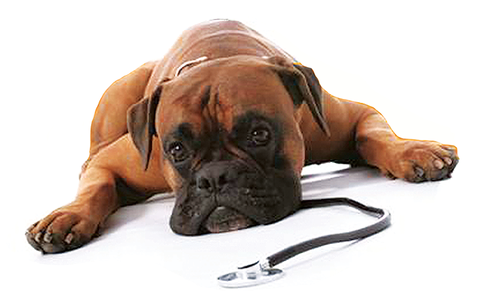 Great Lakes Veterinary Hospital - Gold Coast Vets 1