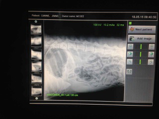 Green Point Veterinary Hospital - Gold Coast Vets 1