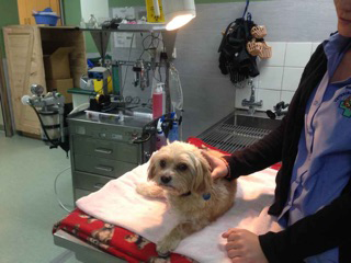 Green Point Veterinary Hospital - Gold Coast Vets 2