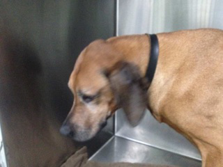 Green Point Veterinary Hospital - Gold Coast Vets 8