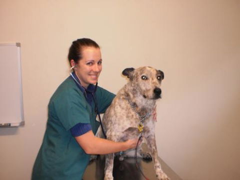 Gympie Veterinary Services - Gold Coast Vets 2