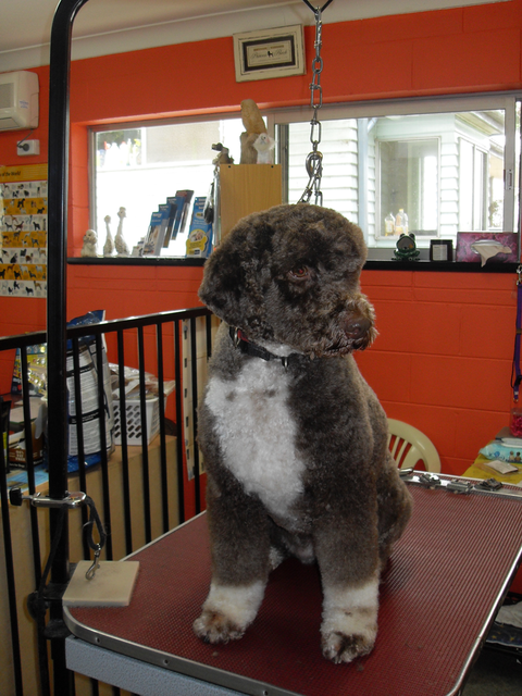 Hill Top K9 Grooming - Gold Coast Vets 1