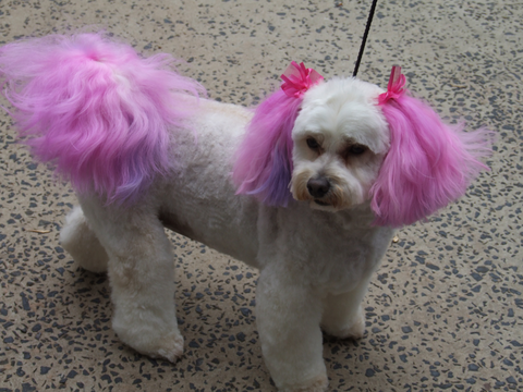 Hill Top K9 Grooming - Gold Coast Vets 2