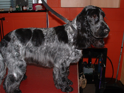 Hill Top K9 Grooming - Gold Coast Vets 9