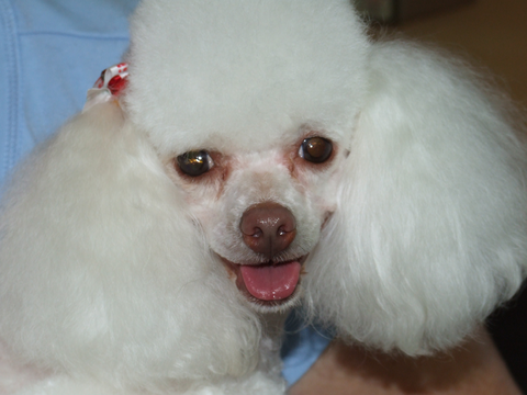 Hill Top K9 Grooming - Gold Coast Vets 11