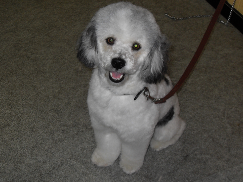 Hill Top K9 Grooming - Gold Coast Vets 13