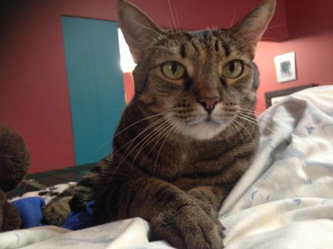 Litchfield Veterinary Hospital - Gold Coast Vets 2