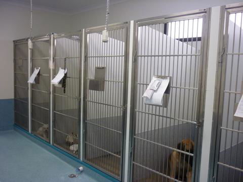 Marlin Coast Veterinary Hospital - Gold Coast Vets 1