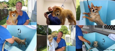 Mayfield Veterinary Hospital - Gold Coast Vets 3