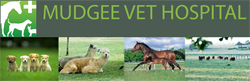 Mudgee Veterinary Hospital - Gold Coast Vets 0