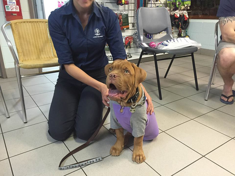 North West Veterinary Clinic - Gold Coast Vets 3