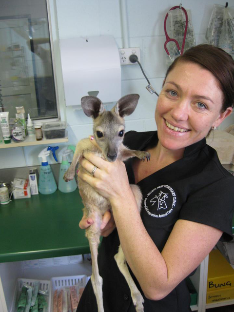 North West Veterinary Clinic - Gold Coast Vets 4