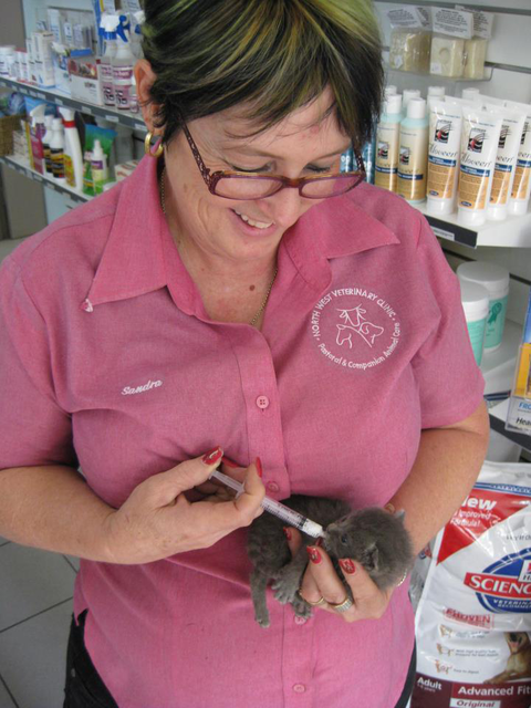 North West Veterinary Clinic - Gold Coast Vets 5