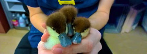 Palmerston Veterinary Hospital - Gold Coast Vets 1