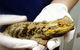 Parap Veterinary Hospital - thumb 2