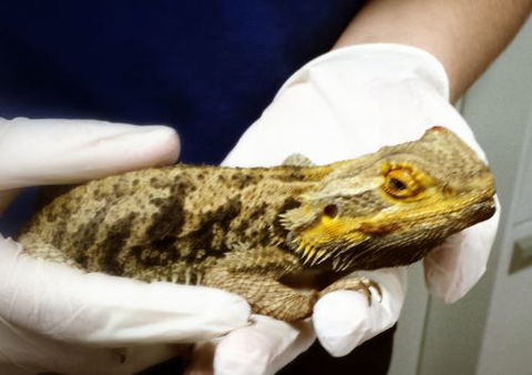Parap Veterinary Hospital - Gold Coast Vets 2