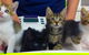 Parap Veterinary Hospital - thumb 3