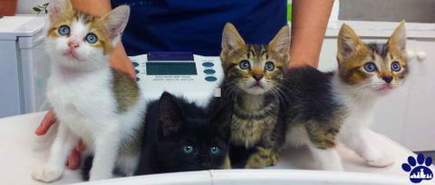 Parap Veterinary Hospital - Gold Coast Vets 3