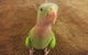 Parap Veterinary Hospital - thumb 4