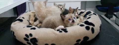 Parap Veterinary Hospital - Gold Coast Vets 5