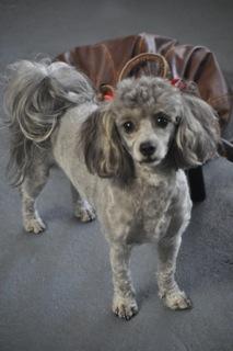 Plush Pet Stylist - Gold Coast Vets 1