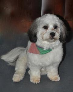 Plush Pet Stylist - Gold Coast Vets 2