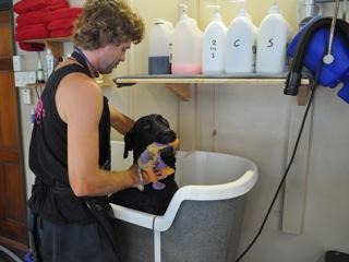 Plush Pet Stylist - Gold Coast Vets 3