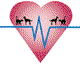Highett Street Veterinary Hospital - Gold Coast Vets 0