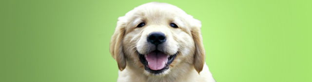 Kirrawee NSW Gold Coast Vets