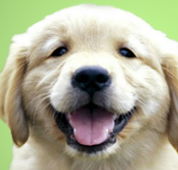 Kirrawee Veterinary Hospital - Gold Coast Vets