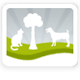 Acacia Animal Care Holistic Vet Herbal Medicine Acupuncture Reiki Homeopathy Structural Balancing Nutrition - Gold Coast Vets