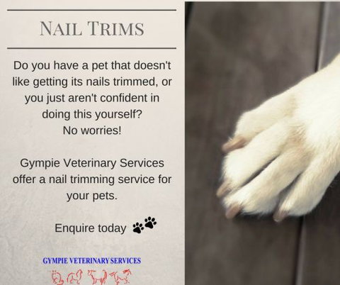 Gympie Veterinary Services - Gold Coast Vets 2