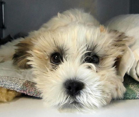 Taree Veterinary Hospital - Gold Coast Vets 3