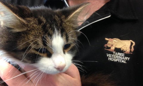 Taree Veterinary Hospital - Gold Coast Vets 4