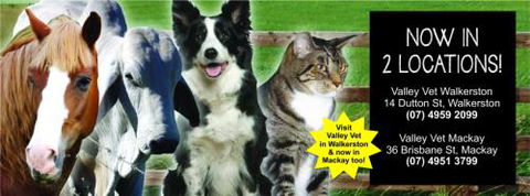 Valley Vet Surgery - Gold Coast Vets 14