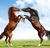 Capricorn Vet Surgery - Gold Coast Vets